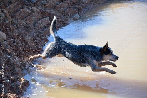 Dog jumping in water