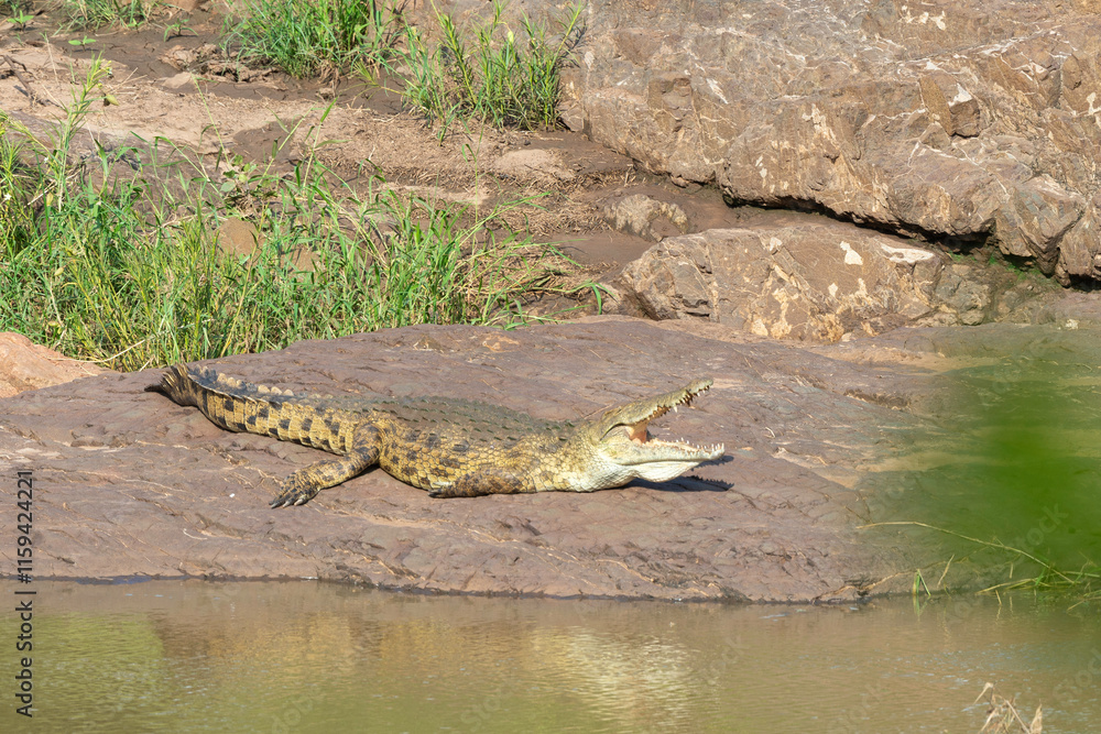 Crocodile du Nil , Crocodylus niloticus, Afrique du Sud Crocodile du Nil , Crocodylus niloticus, Afrique du Sud
