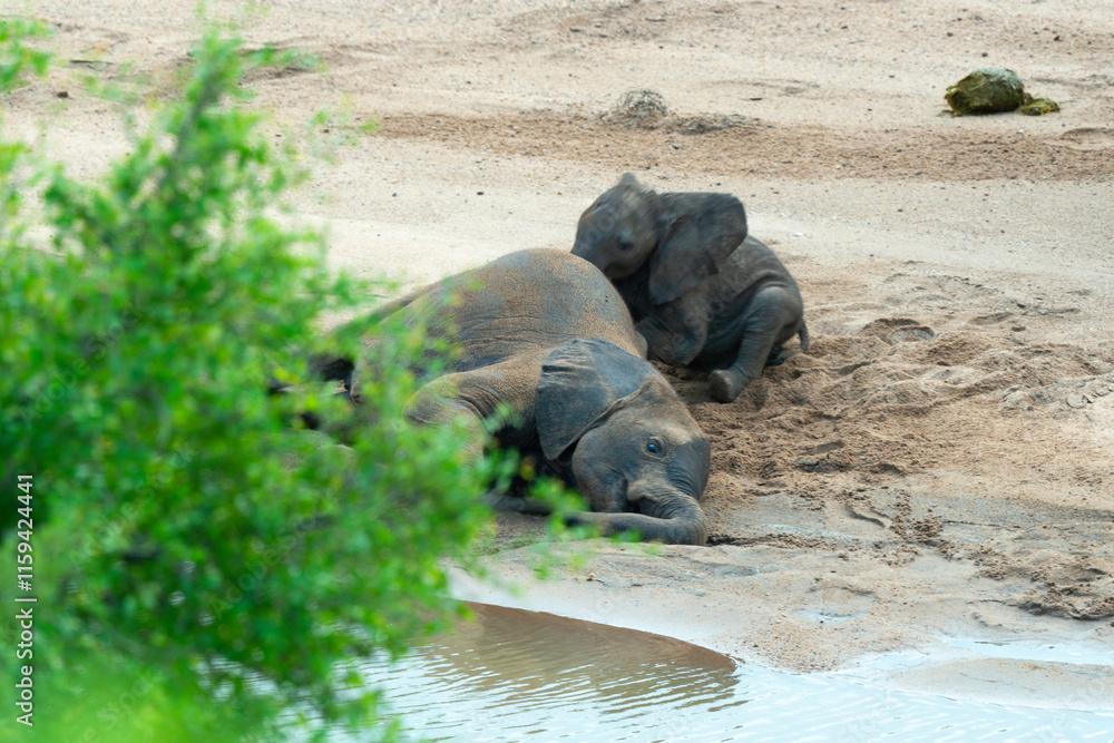 Fototapeta premium Éléphant d'Afrique, Loxodonta africana, Parc national Kruger, Afrique du Sud