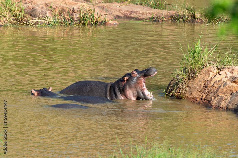Hippopotame, Hippopotamus amphibius, Afrique du Sud Hippopotame, Hippopotamus amphibius, Afrique du Sud