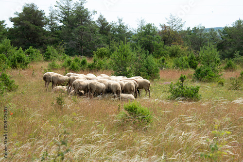 Mouton Lacaune, cheveux d’ange, Stipa pennata, Causse Méjean, Lozère, 48, France photo