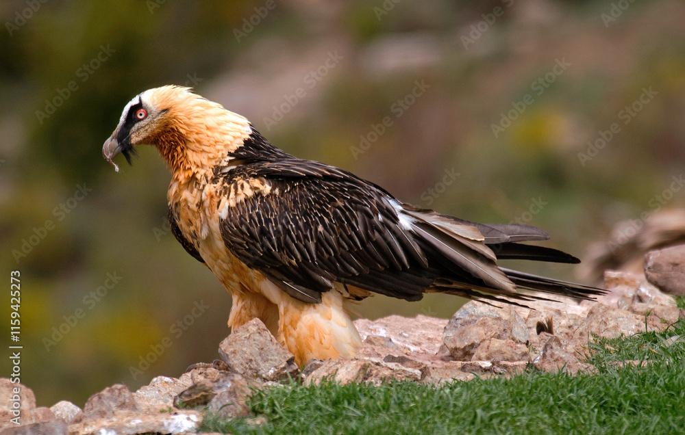 Obraz premium Gypaète barbu, Gypaetus barbatus, Bearded Vulture, Pyrénées