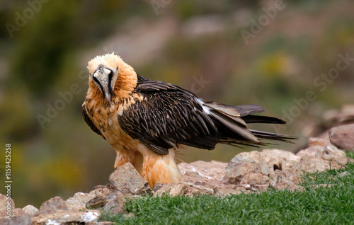 Gypaète barbu, Gypaetus barbatus, Bearded Vulture, Pyrénées photo