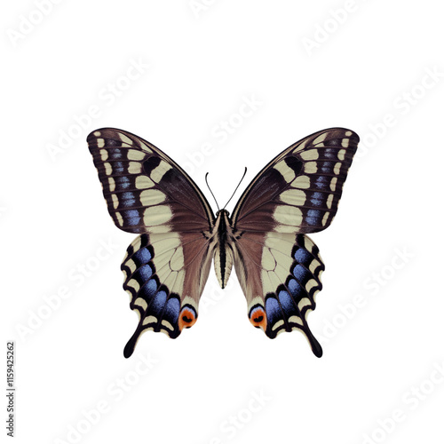butterfly isolated on white background,png
