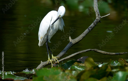 Aigrette garzette, .Egretta garzetta, Little Egret, photo