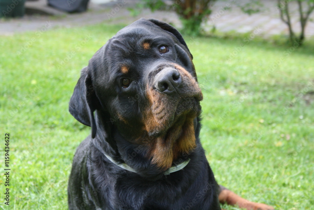 Großer Kopf eines Rottweilers in der Nahaufnahme Großer Kopf eines Rottweilers in der Nahaufnahme