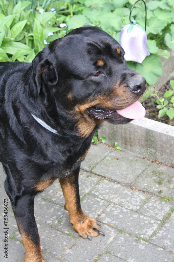 Großer Kopf eines Rottweilers in der Nahaufnahme Großer Kopf eines Rottweilers in der Nahaufnahme