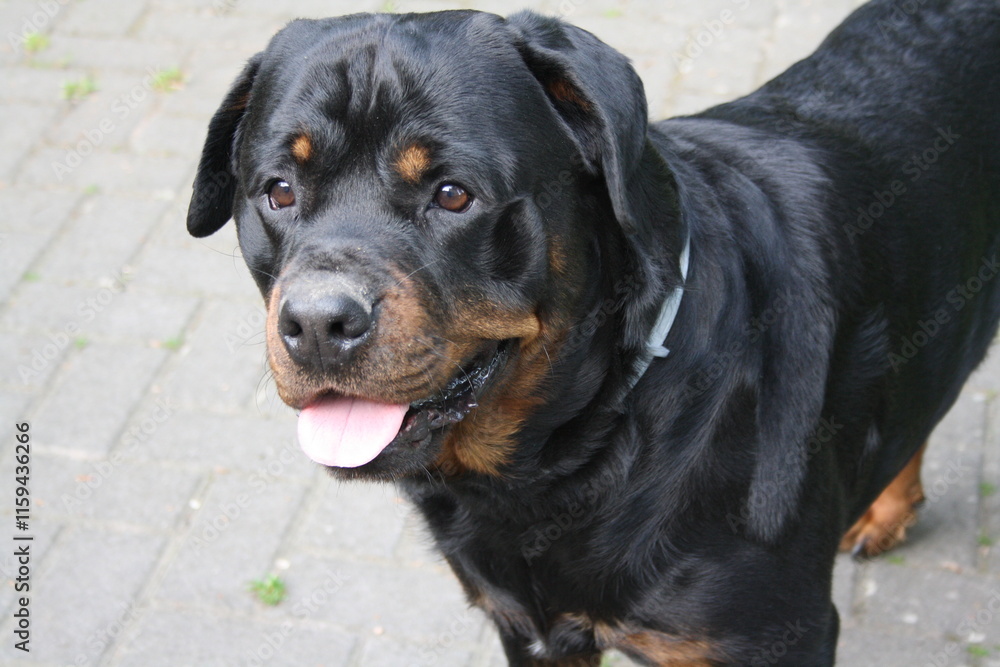 Großer Kopf eines Rottweilers in der Nahaufnahme Großer Kopf eines Rottweilers in der Nahaufnahme