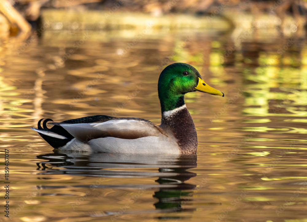 Obraz premium portrait d'un joli canard colvert aux jolies couleurs, sous une lumière douce hivernale