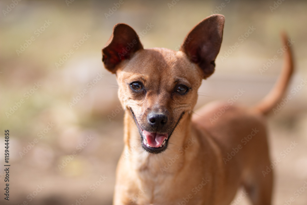 Merlin Albus. A portrait of a chihuahua/mini pin. Merlin Albus. A portrait of a chihuahua/mini pin.