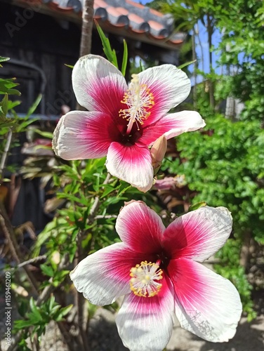 Pink center and white periphery hibiscus flowers in bloom in sunlight. Floral background photo