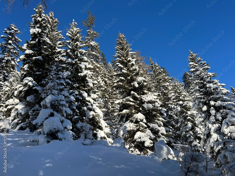 Picturesque canopies of alpine trees in a typical winter atmosphere in the Swiss Alps and over the tourist resort of Davos - Canton of Grisons, Switzerland (Kanton Graubünden, Schweiz) Picturesque canopies of alpine trees in a typical winter atmosphere in the Swiss Alps and over the tourist resort of Davos - Canton of Grisons, Switzerland (Kanton Graubünden, Schweiz)