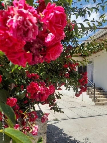 flowers in the garden