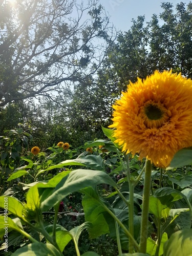sunflower in the field