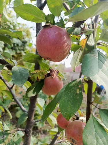 apples on a tree