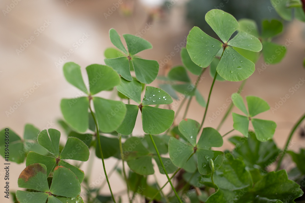 Obraz premium four-leaf clover St. Patrick's Day