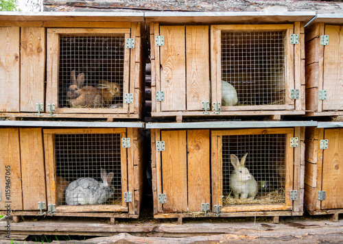 Vászonkép .Wooden cages with rabbits sitting in them