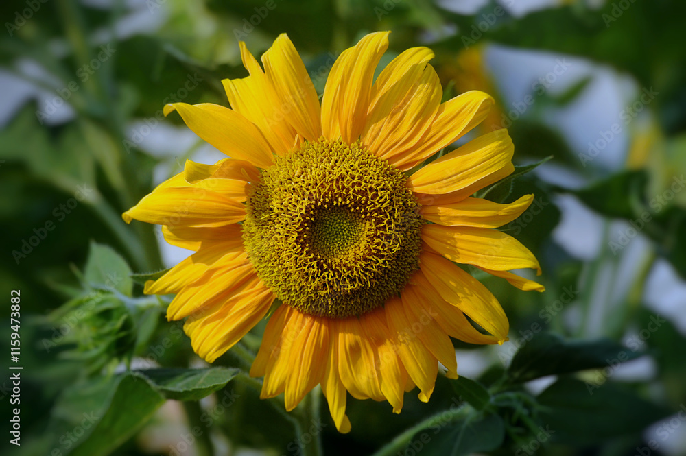 Fototapeta premium Yellow sunflowers against blue sky. Summer background