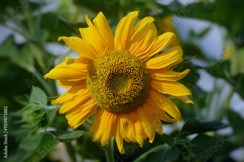 Yellow sunflowers against blue sky. Summer background