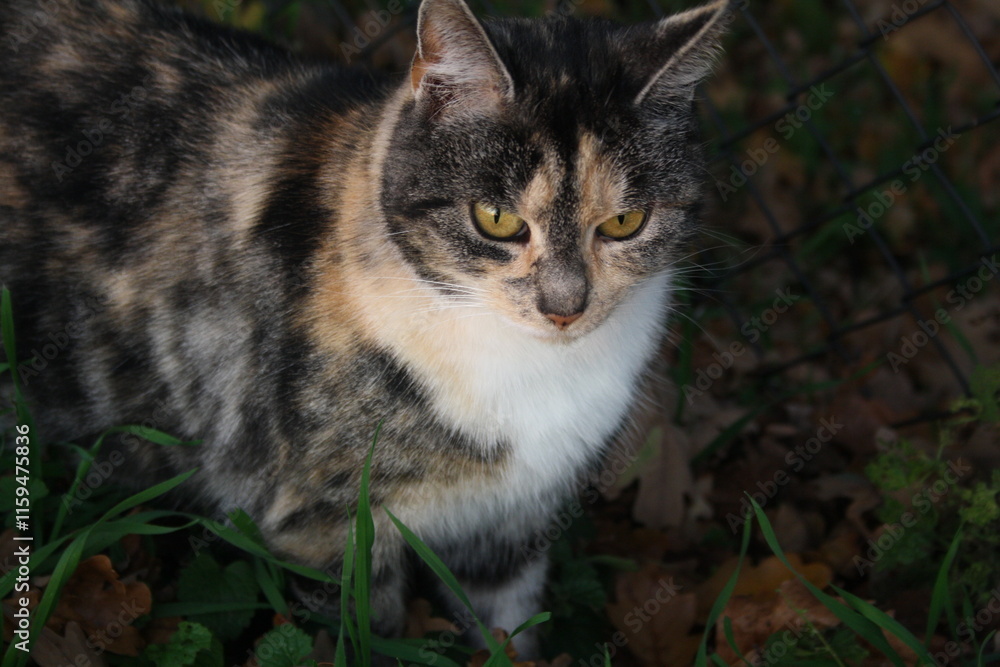 Fototapeta premium Hauskatze Katze auf der Jagt nach Beute im Gras