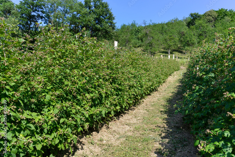 Naklejka premium Culture, framboisier, Rubus idaeus, Serbie