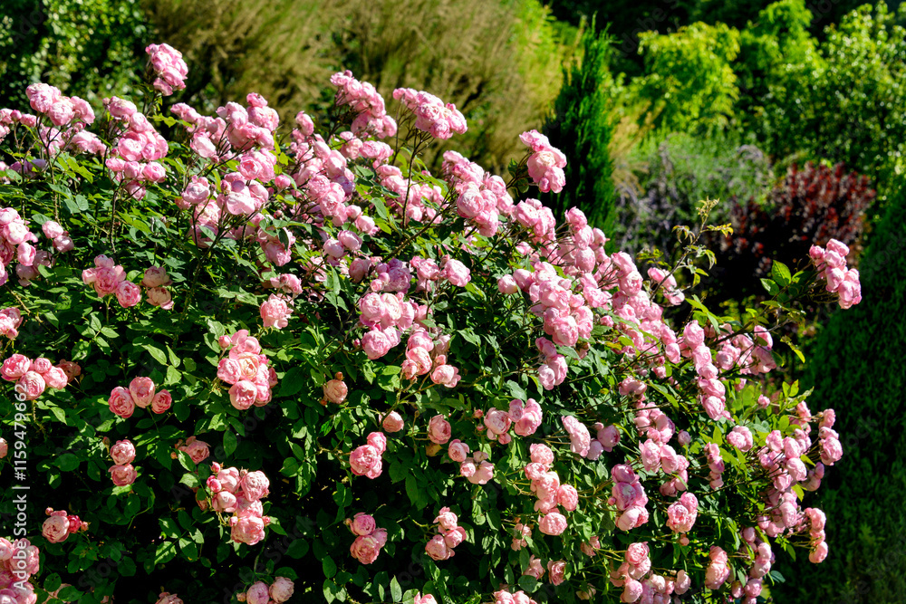Fototapeta premium Rose, variete Raubritter