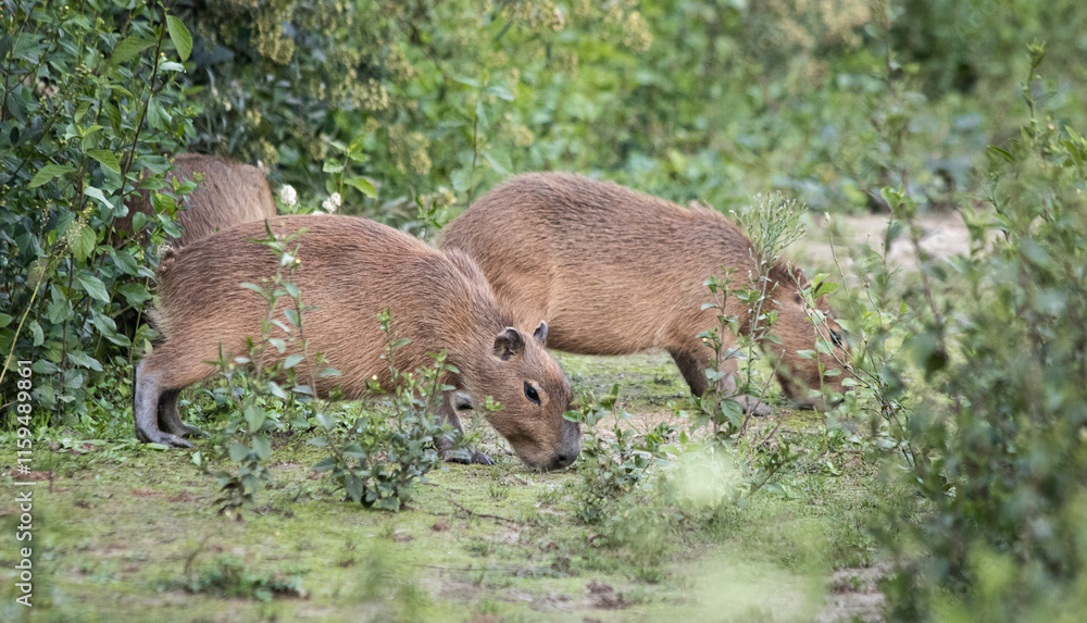 Fototapeta premium Family of Capybaras eating grass in Argentina