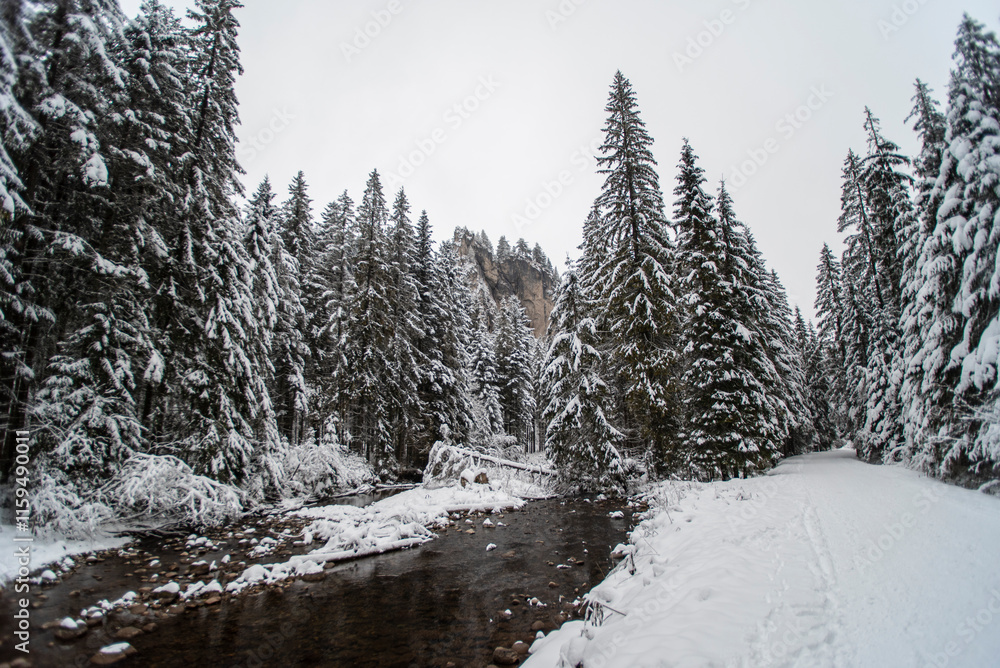 Fototapeta premium A snowy path winding through the Chocholowska Valley, surrounded by trees blanketed in fresh snow. The serene winter scene invites a sense of quiet and untouched natural beauty.