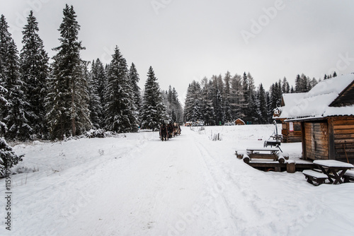 Wallpaper Mural Snowy road leading to Chocholowska valley at winter, Tatra Mountains, Poland. Torontodigital.ca