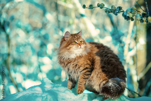Obraz na płótnie Cat sitting on a tree. Siberian cat in a snowy winter forest w salonie