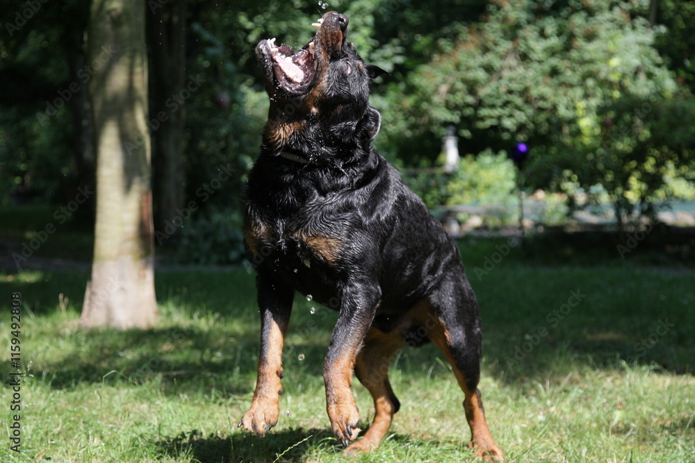 Rottweiler Hund spielt mit Wasser im Sommer Rottweiler Hund spielt mit Wasser im Sommer