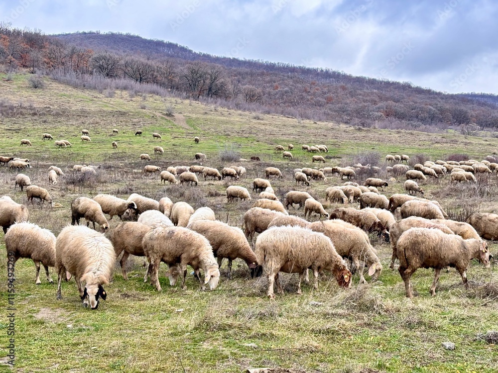 Fototapeta premium flock of sheep on a meadow