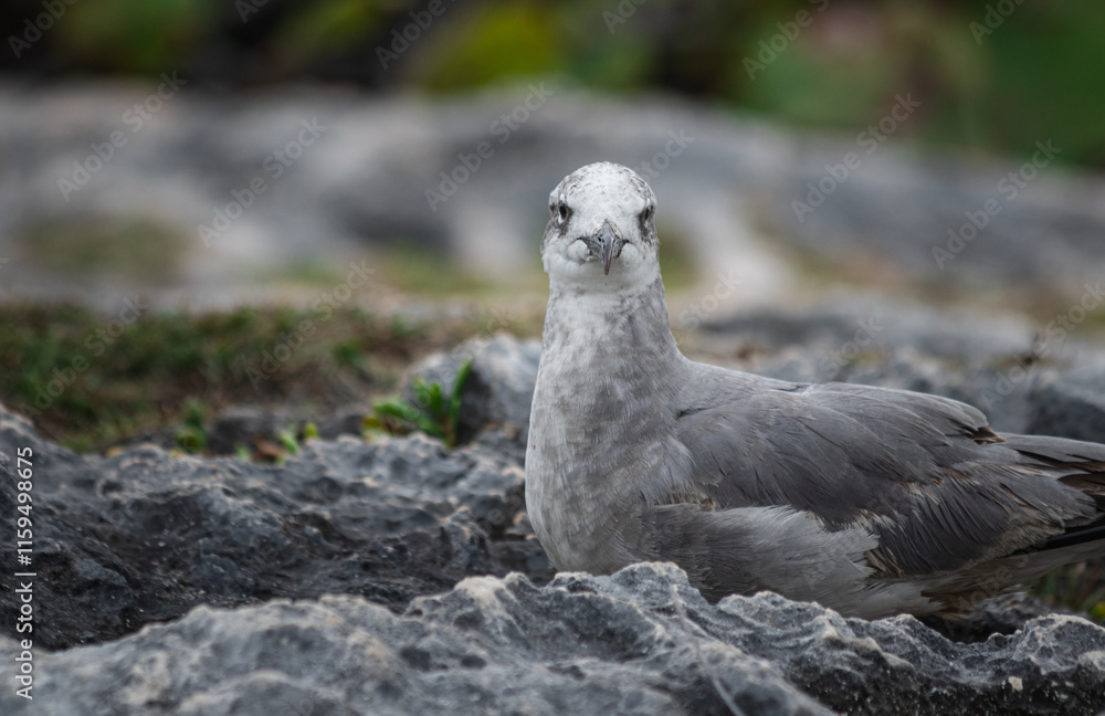 Fototapeta premium Close-up of a beautifull Seagull in Tulum, Mexico. Leucophaeus atricilla.