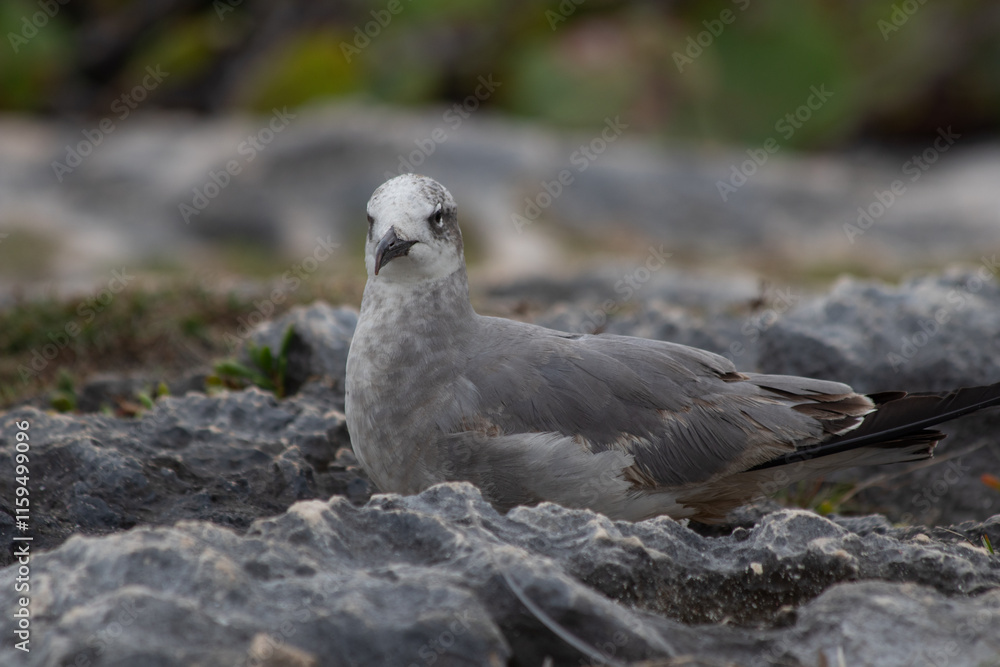 Fototapeta premium Close-up of a beautifull Seagull in Tulum, Mexico. Leucophaeus atricilla.