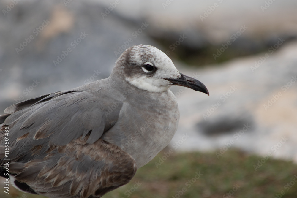 Close-up of a beautifull Seagull in Tulum, Mexico. Leucophaeus atricilla. Close-up of a beautifull Seagull in Tulum, Mexico. Leucophaeus atricilla.