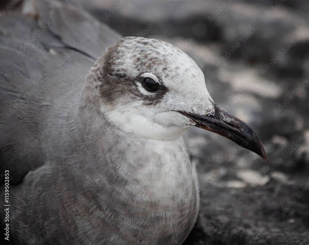 Close-up of a beautifull Seagull in Tulum, Mexico. Leucophaeus atricilla. Close-up of a beautifull Seagull in Tulum, Mexico. Leucophaeus atricilla.