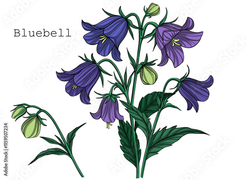 Vector harebell flowers, floral illustration