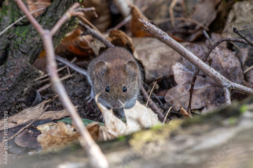 Nornica (Clethrionomys) mały gryzoń podobny do myszy polnej photo