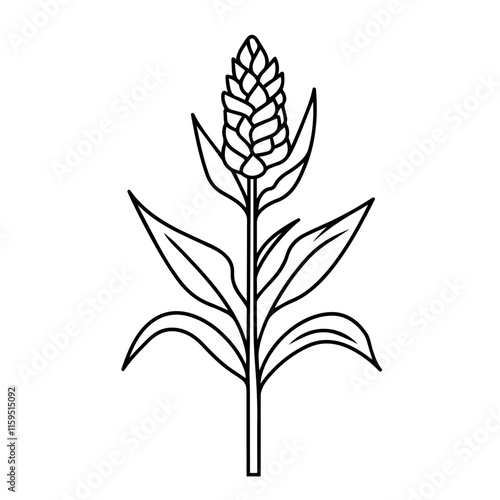 Ruscus Eucalyptus Leaf Vector Continuous Single Line Drawing