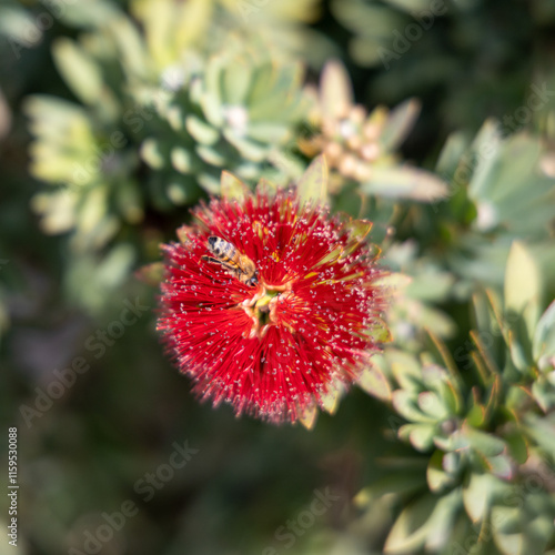 A bee extracting nectar from a calliandra. Bee pollinating. photo