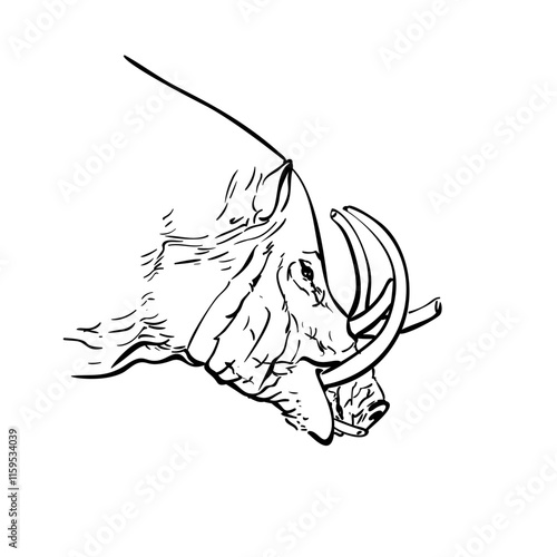 Male babirusa hand drawn portrait, Animal of swine family species found in the Indonesian islands, With the upper tusks grow though the top of its snout, Vector sketch