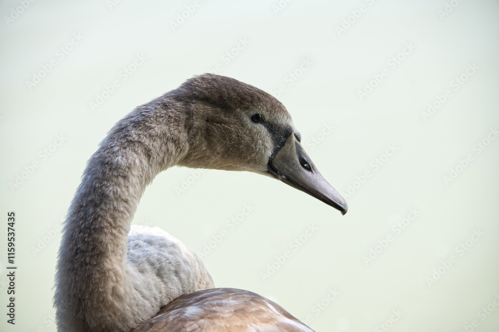 Headshot of a grey young swan Headshot of a grey young swan
