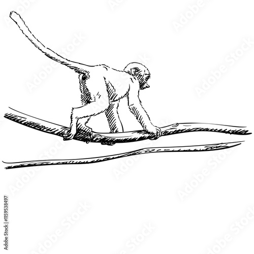 Female proboscis monkey or long-nosed monkey walking on tree branch Hand drawn illustration, Freehand sketch vector black and white