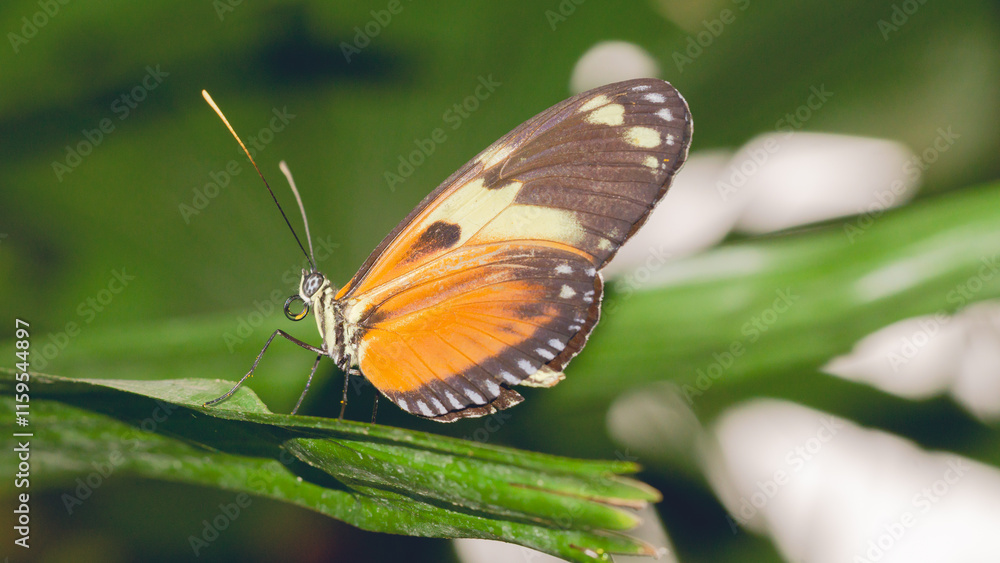 Fototapeta premium Mechanitis , Ithomiini , tigerwings, motyl makro