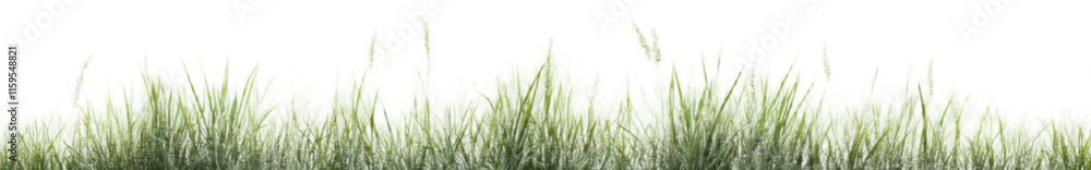 Green grass border, on a transparent background. The horizon of the green lawn. Green field frame, background
Green grass border, on a transparent background. The horizon of the green lawn. Green field frame, background