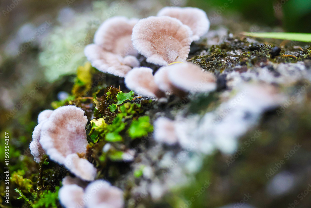 Fototapeta premium mushroom on the tree