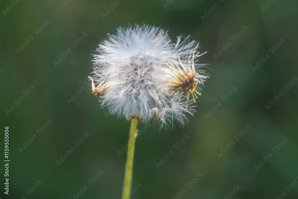 dandelion head dandelion head