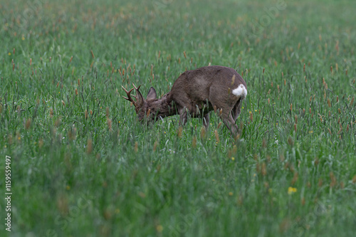 Fototapeta Naklejka Na Ścianę i Meble -  koziołek samiec sarny z rogami na łące