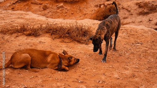 Photography Two dogs playing by the ocean
