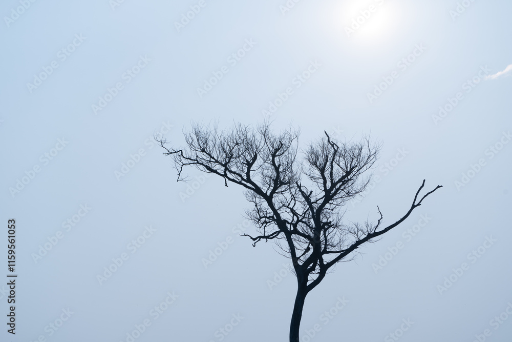 Obraz premium One bare tree in silhouette back lit by morning light from sun through haze in black and white